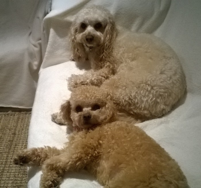 Corlette, New South Wales