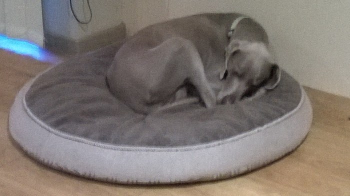 When I ducked in to take the cover shot (no pun intended) they both stirred and trotted out slowly to have a quick stretch then settle down again near me at the computer