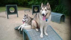 malamutes