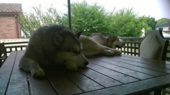 malamutes2
